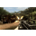 Ubisoft Far Cry 2 Essentials - 1398495 - zdjęcie 2